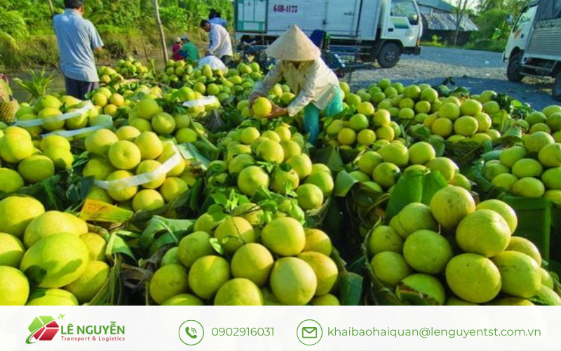 Truy xuất nguồn gốc bưởi tươi : điều kiện duy trì thị trường xuất khẩu